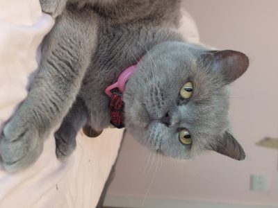 Photo of vimto