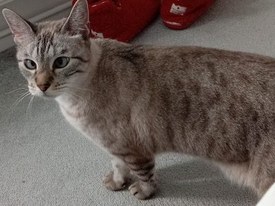 Mowgli