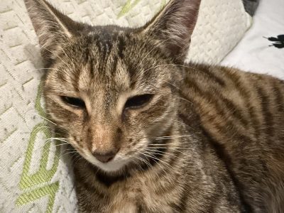 Photo of Luna
