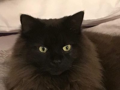 Photo of Buddy