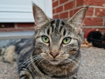 Photo of Daisy