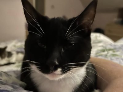 Photo of Stitch